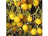 gelbe Cherry-Tomate - auch für Balkon / Terrasse - 20 Samen