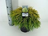 Gelbe Fadenzypresse - Chamaecyparis pisifera Filifera Aurea - verschiedene Größen (30-40cm - 3Ltr.)