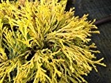 Gelbe Fadenzypresse - Immergrüne Konifere