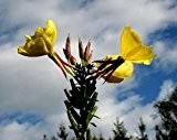 Gelbe Nachtkerze -mehrjährige Pflanze- 100+ Samen
