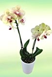 Gelbe Orchidee inklusive Keramik-Übertopf - 2 Triebe!