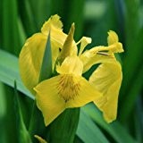 Gelbe Wasserschwertlilie / Iris pseudacorus 9x9 cm Topf - Klärpflanze Gartenteich