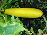Gelbe Zucchini, Organische Sorte, ertragreiches zartes Gemüse, 10 frische Samen !