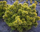 Gelbe Zwergkiefer - Pinus mugo - Ophir - kompakt, dichter und langsamer Wuchs - absolut winterhart - 15-20 cm