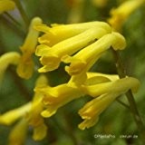 Gelber Schein-Lerchensporn Corydalis lutea
