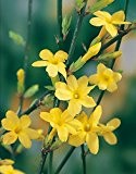 Gelber Winter-Jasmin -Jasminum nudiflorum- Winterblüher, zahlreiche gold-gelbe, kleine Blüten - Winter-Pflanze Kletterpflanze - vom Testsieger Garten Schlüter (2L Container - ...
