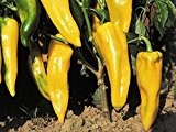 Gelbes, süßes Paprika in Form eines Stierhorns - Corno di Toro gelb - 20 Samen