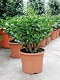 Geldbaum, ca. 50 cm, Balkonpflanze wenig Wasser, Terrassenpflanze sonnig, Kübelpflanze Südbalkon, Crassula ovata, im Topf
