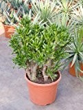 Geldbaum, ca. 60 cm, Balkonpflanze wenig Wasser, Terrassenpflanze sonnig, Kübelpflanze Südbalkon, Crassula gollum, im Topf