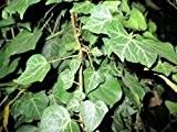Gemeiner Efeu - Hedera helix - immergrüne Kletterpflanze mit Haftwurzeln, 40-60 cm