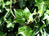 Gemeiner Efeu - Hedera helix - Kletterpflanze Bodendecker - 15-25cm Topf Ø 11cm (1)