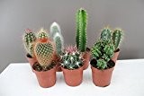 gemischt cactus-great gift-cactus Collection set-easy zu grow-great für Fensterbänke - 5