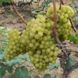 Gemischte Traube Frucht Same Same Obstbaumsetzlinge Topf Keimlinge Kyoho Grape Seed Red Erwähnung Kind 20 Particle / bag