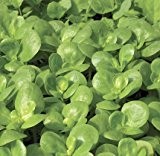 Gemüse-Portulak Gold - Portulaca oleracea sativa - Salat - 500 Samen
