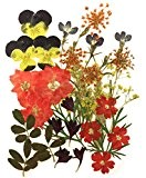 Gepresste Blumen gemischt, Stiefmütterchen, Lerchensporn, Alyssum, Lobelie, Verbena, Kornblume, gelber Babyatem, Laub