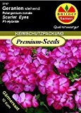 GERANIEN "Pelargonium Multibloom Scarlet Eyes F1 Hybride NEU