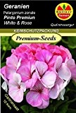 GERANIEN "Pelargonium Pinto Premium White and Rose NEU Samen