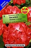 Geranien Pelargonium zonale Andrea F1 10 Korn frische Samen
