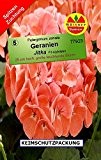 Geranien Pelargonium zonale Jitkar F1 10 Korn frische Samen