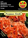 Geranien Pelargonium zonale Mutibloom orange F1 10 Korn frische Samen