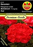 Geranien Pelargonium zonale Mutibloom Rot F1 10 Korn frische Samen
