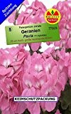 Geranien Pelargonium zonale Pavlar F1 10 Korn frische Samen