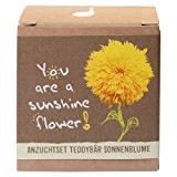 Geschenk-Anzuchtset "Sunshine Flower" - Teddybär Sonnenblume