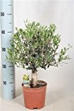 Geschenk Premium Qualität Dick Stiel 45-50 cm, aber Reife Wunderschöner Olivenbaum Besondere aus dem Heiligen Land Israel Jerusalem