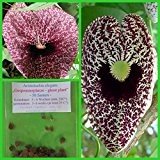 Gespensterpflanze - 100 Samen - Aristolochia elegans - "Pfeifenblume"