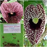 Gespensterpflanze - 50 Samen - Aristolochia elegans - "Pfeifenblume"