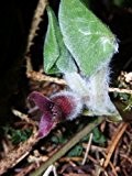 Gewöhnliche Haselwurz Asarum europaeum immergrüne Pflanze 10cm Bodendecker