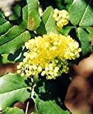 Gewöhnliche Mahonie - Mahonia aquifolium - Kleinstrauch, gelb-duftende Blüten, bronzerote Herbstfärbung, 30-40 cm