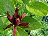 Gewürzstrauch - Calycanthus floridus - Pflanze mit besonderen Blüten - 60 - 80 cm