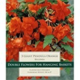 "Giant Pendula" Hängende Begonien Knollen Blumenzwiebeln- Große Rote Blüten
