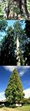 Gigantischer -Mammutbaum Mix- Die größten 3 Bäume der Welt ***250 Samen*** -Damit lässt sich ein Denkmal setzten-