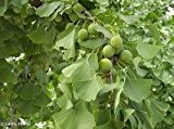 Ginkgo biloba - Fächerblattbaum - 5 Samen