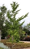 Ginkgo, Ginkgobaum, Mädchenhaarbaum, Fächerblattbaum (150 cm) - Im 7.5lt. Topf, Höhe 125-150cm