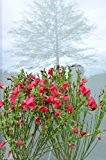 Ginster leuchtendrot Cytisus scoparius Boskoop Ruby 40 - 60 cm hoch im 3 Liter Pflanzcontainer