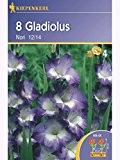 Gladiolen Nori kräftig lila mit weisser Mitte