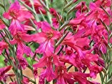 Gladiolus byzanthinus - Winterharte Wildgladiole 5 Zwiebeln