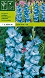 Gladiolus - Gladiole Cote D`Azur (7)