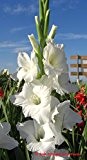 Gladiolus - Gladiole " White Prosperity " (5)