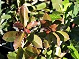 Glanzmispel 'Red Robin' - Photinia fraseri 'Red Robin' - Heckenpflanze