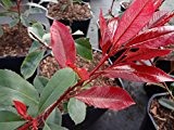 Glanzmispel, Zwerg-Glanzmispel 'Little Red Robin' - starke Pflanze im grossen 5lt Topf