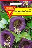 Glockenrebe Cobaea, Cobaea scandens, ca. 8 Samen
