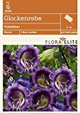 Glockenrebe Violettblau von Flora Elite