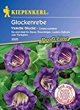 Glockenrebe Violette Glocke von Kiepenkerl