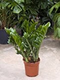 Glücksfeder, Zamioculcas zamiifolia, ca. 100 cm, große Zimmerpflanze, 24 cm Topf