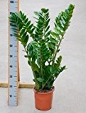 Glücksfeder, Zamioculcas zamiifolia, ca. 80 cm, beliebte Zimmerpflanze, 21 cm Topf