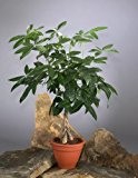 Glückskastanie (Pachira) 60-80cm hoch, 1 Pflanze